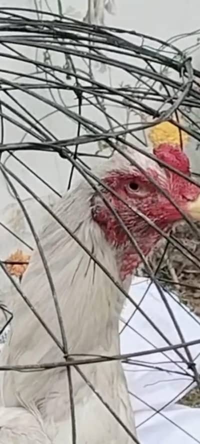 چسکا باز لوگ رابطہ نہ کرے  سیریس لوگ رابطہ کرے  شکریہ