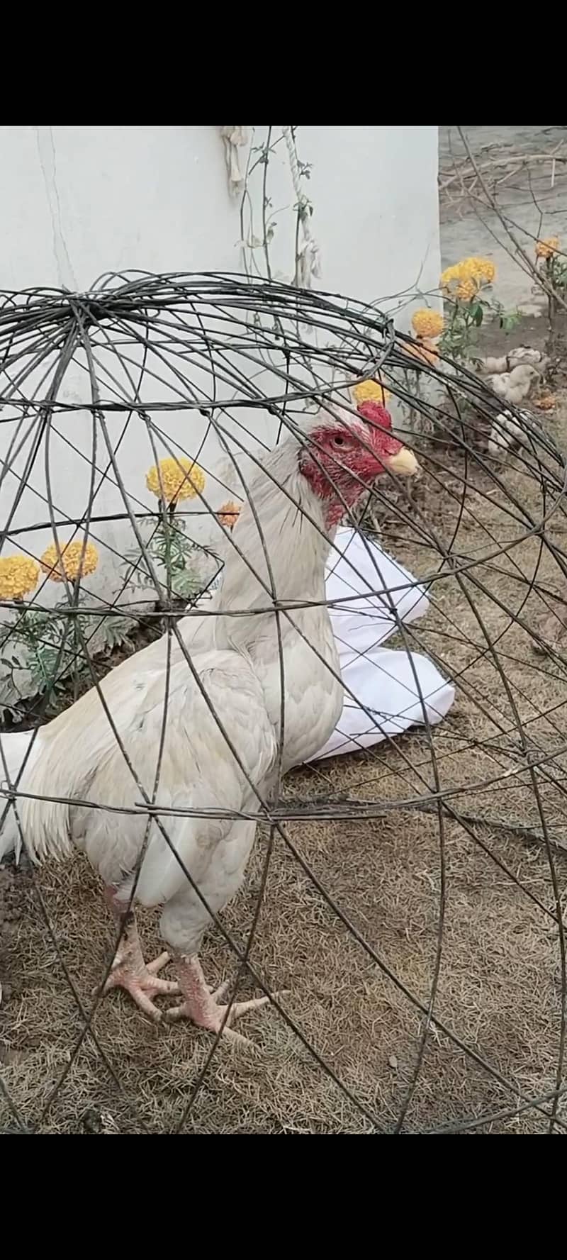 چسکا باز لوگ رابطہ نہ کرے  سیریس لوگ رابطہ کرے  شکریہ 2