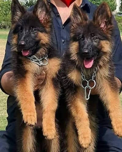 German shepherd puppies  my WhatsApp number 03245285207