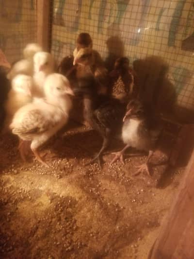 Turkish Hint Aseel & Ayam Cemani Breeder & Chicks For Sale