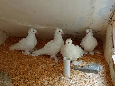 White Frill Back Kabootar For Sale