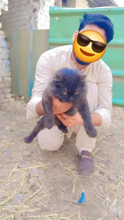 Black pershian Kitten Male