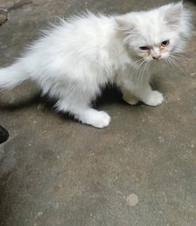 persian kitten pair male and female