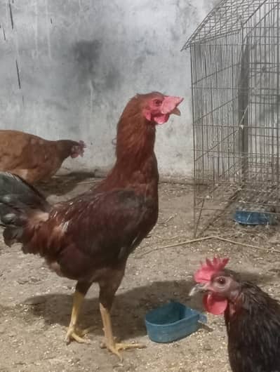 murgha for sell 3500