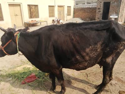 1 munth ki tazi soi ha thanda paka dood 8 liter  pechy Wacha ha