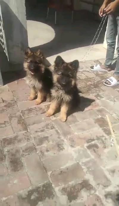 German shepherd puppies  my WhatsApp number 03245285207