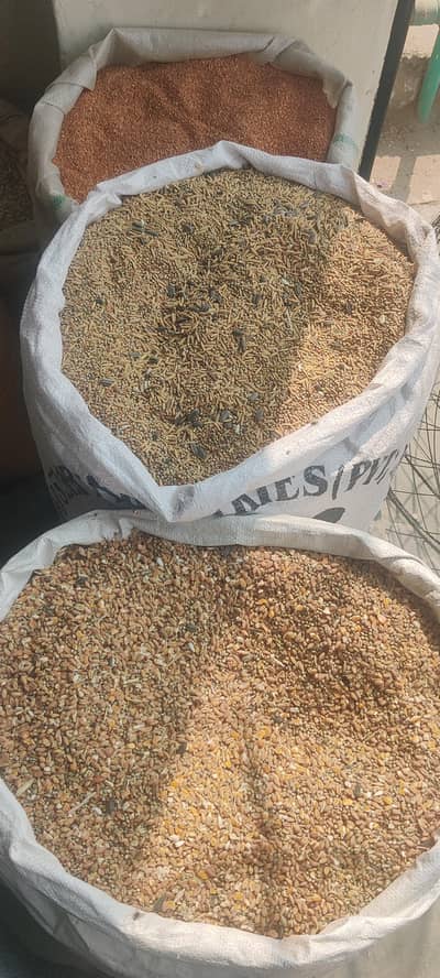 all teyps birds seeds