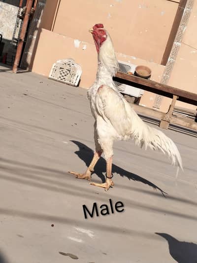 shamo + pakistani aseel fimale eggs