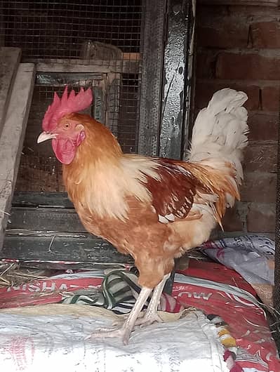 Desi murga and misri murgi