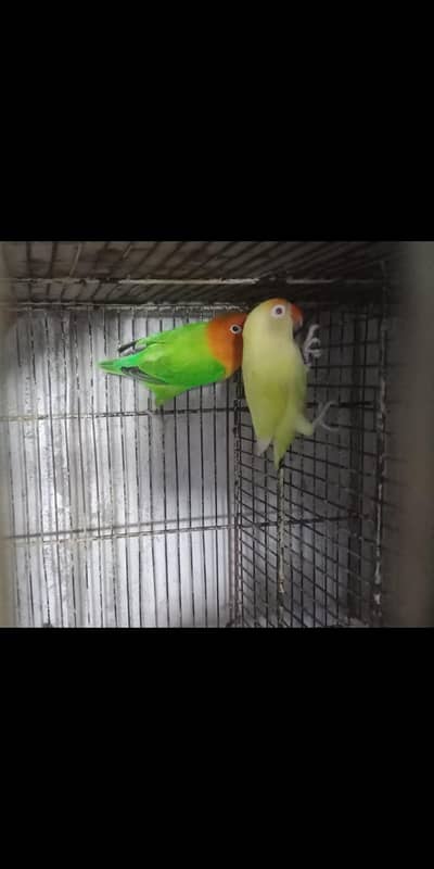 love birds Green opaline lutino opaline mail albaino opaline mail and