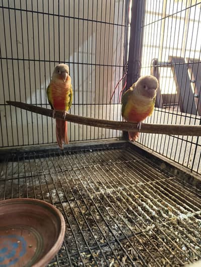Pineapple Conures