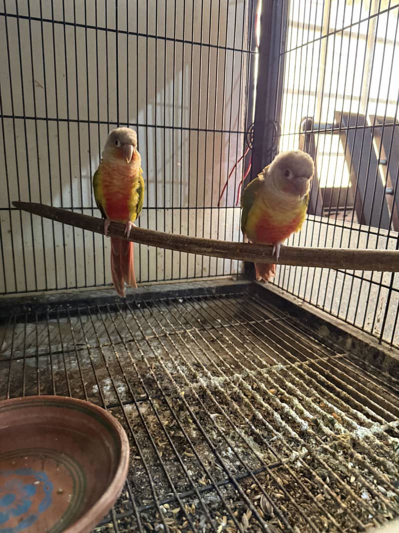 Pineapple Conures 0