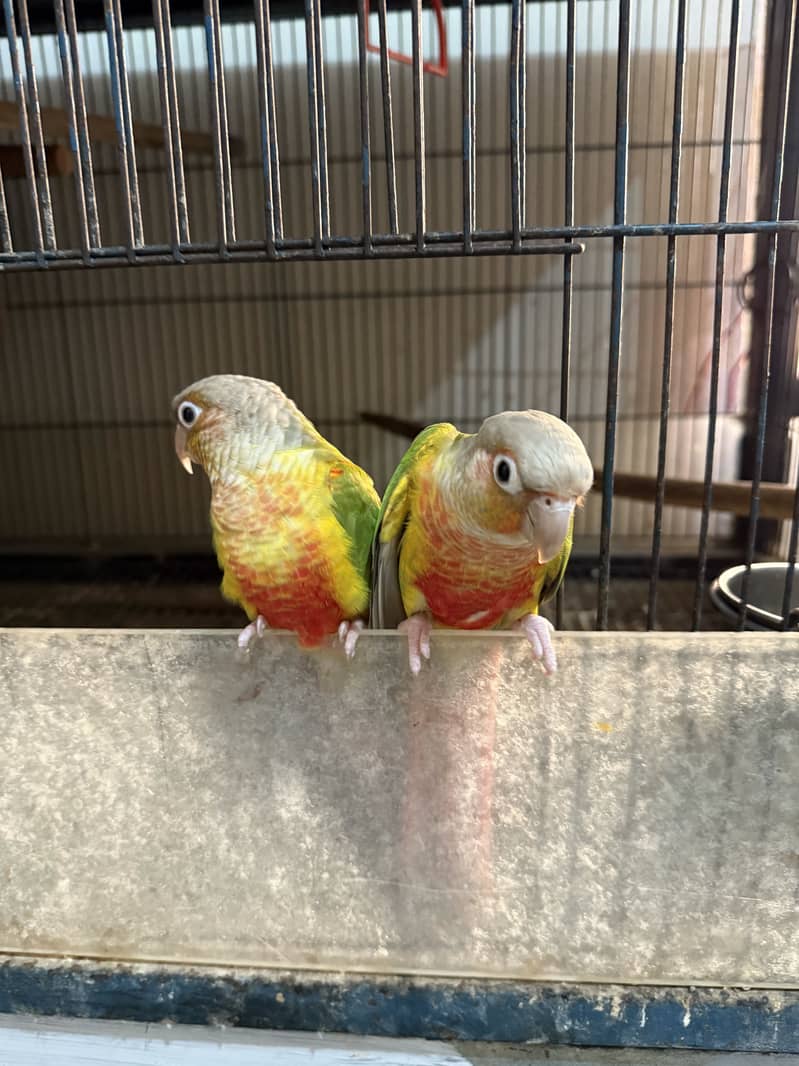 Pineapple Conures 3