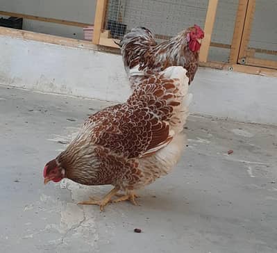 splash laced Wyandotte pair