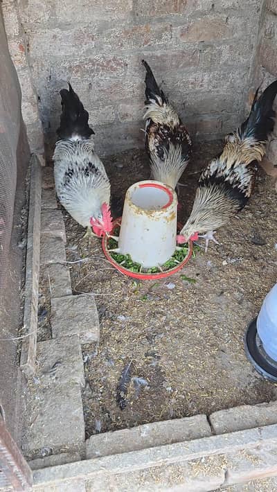 3 Healthy Golden Misri Males available for Sale