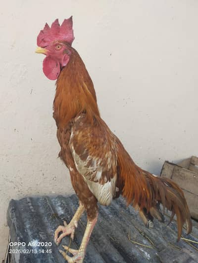 peela bengam Aseel  read add