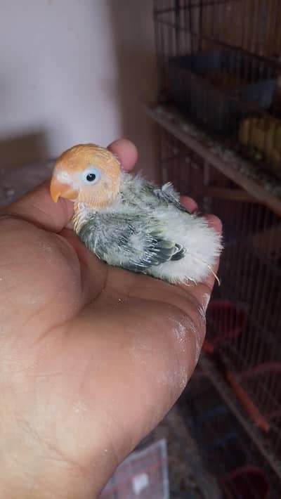 beautiful clr love birds chicks for sale  read full ad plz