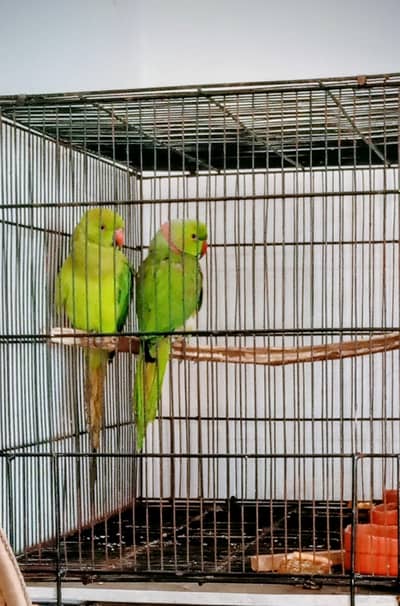 Healthy And Active Breeder Pairs