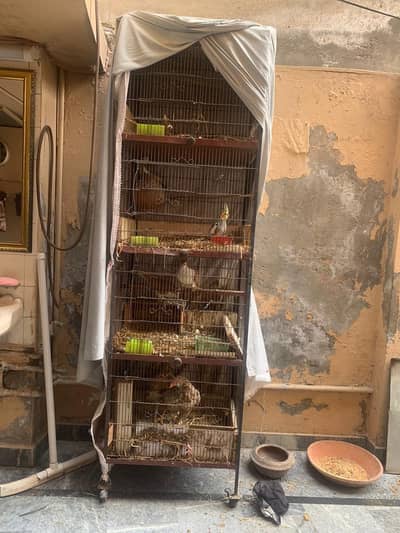 heavy iron cage 7ft x 2ft