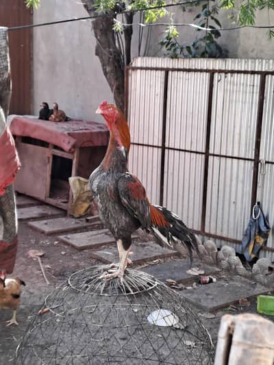 Aseel mianwali murgha