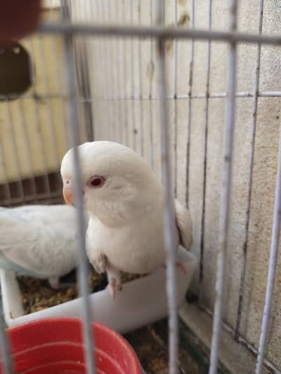 Red eye Albino budgie  self