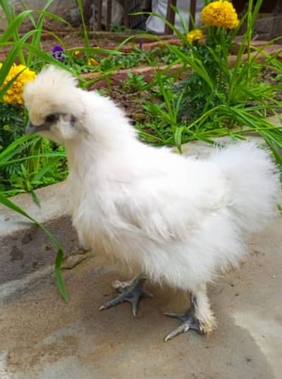white silkie | fenchy hens Top quality white silkie | chicks available