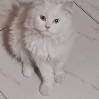 My cat for sale play full active little tran dable aye colour