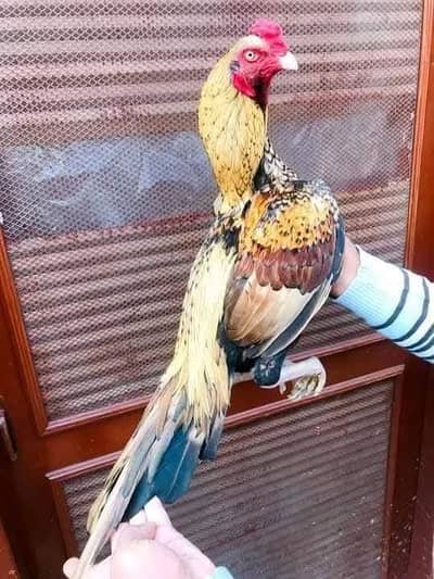 aseel murga aur murgi