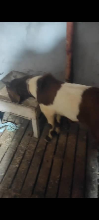 sindhi tapra BAKRA 2 DANT FRESH FOR QURBANI 2K26