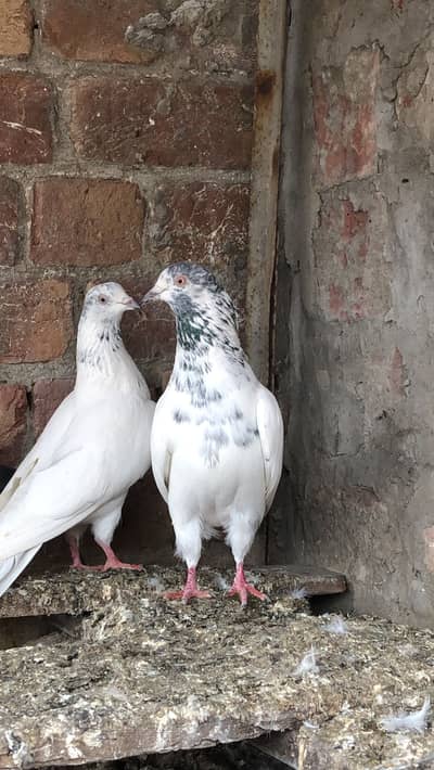 Home Breeds Available looking for new home