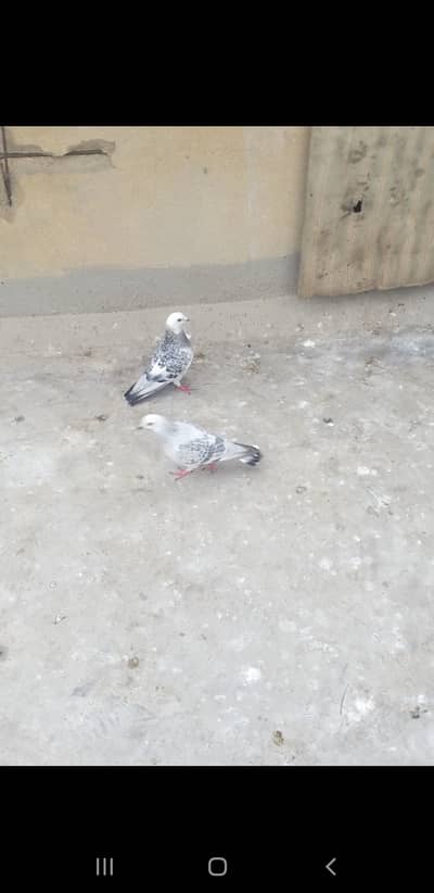 Kabotar for sale, Fancy Pairs aur Single