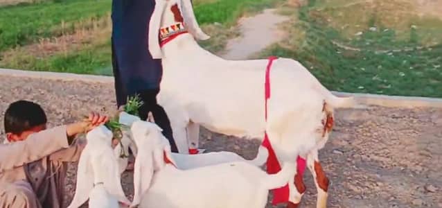 3 Bacchon Ka Sath Desi Bakri For Sale/ 03102729869