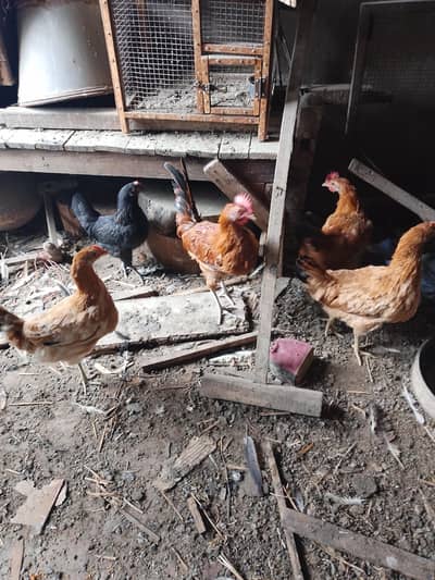 Dasi hens for sale 2 male 3 female