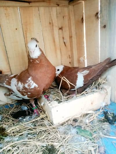 sawellow jogi lucky jocobin