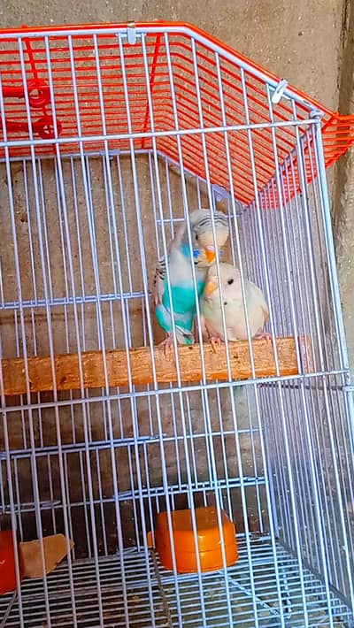 Budgie Love Bird 03008658689 Australian Parrot