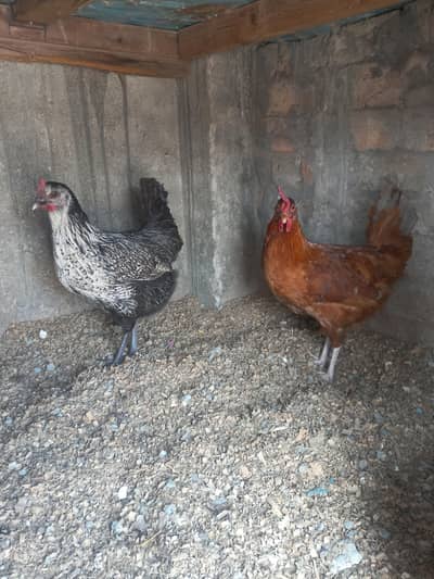 Golden Misri | Desi Murghi | Egg laying hen