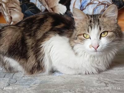 Cross Persian cat single coatted