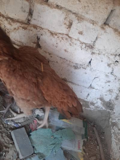 breader female  aseel