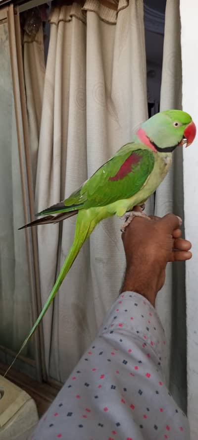 raw pahari hand tame talking