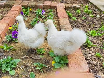 white silkie | fenchy hens Top quality white silkie | chicks available