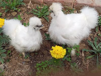 white silkie | fenchy hens Top quality white silkie | chicks available