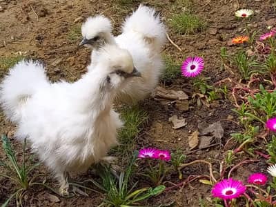 white silkie | fenchy hens Top quality white silkie | chicks available