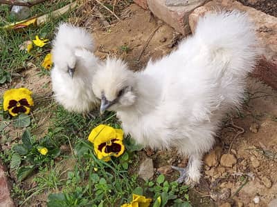 white silkie | fenchy hens Top quality white silkie | chicks available