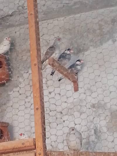 5 piece jawa 3 piece dove 1 piece white chick female