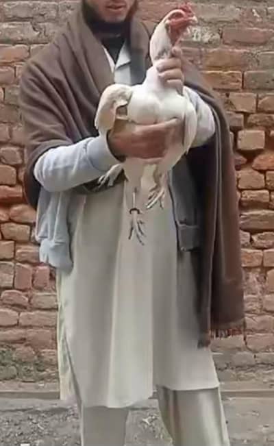 high quality miawali aseel