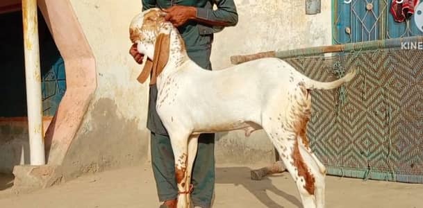 bakra for sale/ +03102729869