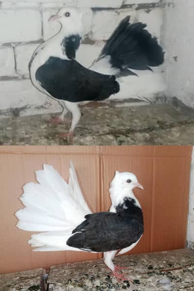 Lakky Kabootar Fancy Pigeon pair