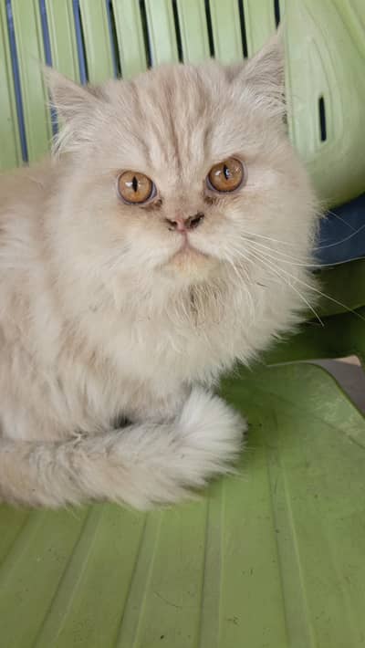 Beautiful Golden Persian cat