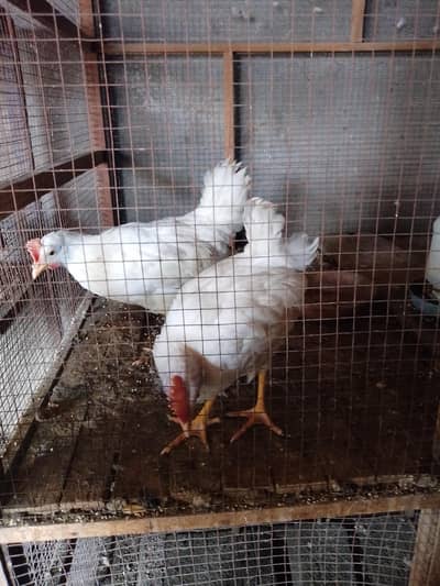 2 white male Farmi chicks