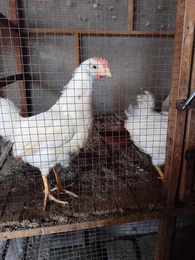 1 white male Farmi chicks